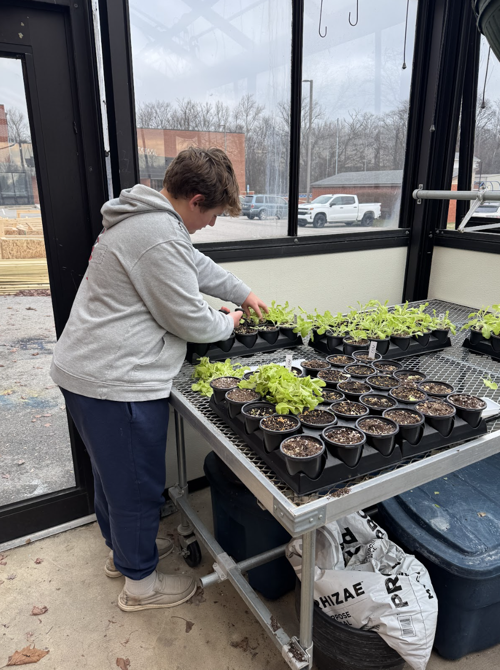 student plants seedlings in greenhouse