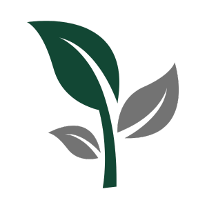 A seedling with one large green leaf and two gray smaller leaves.